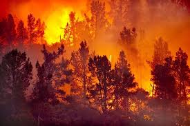 Wireless application scheme for forest fire prevention in nature reserves